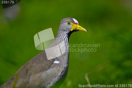 Image of Senegal Wattled Plover