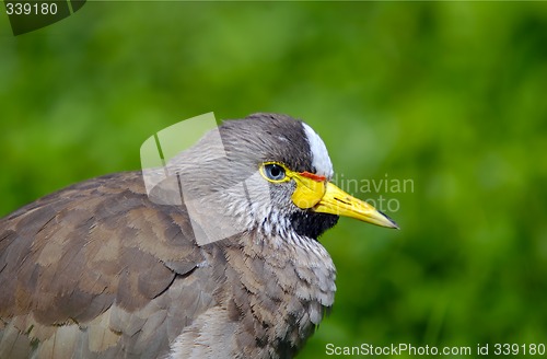 Image of Senegal Wattled Plover