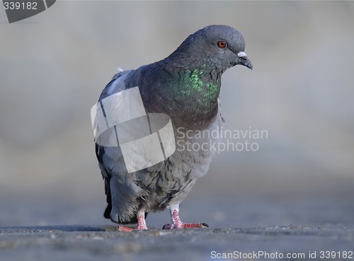 Image of rock pigeon