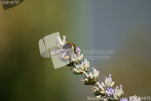 Image of bumblebee on a lavender flower