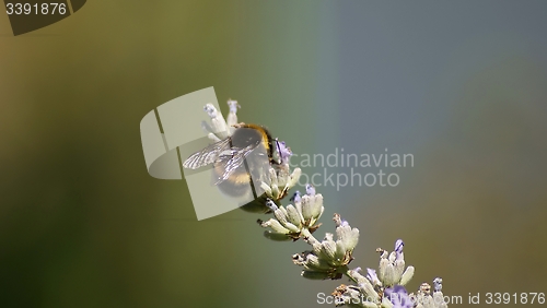 Image of bumblebee on a lavender flower