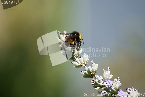 Image of bumblebee on a lavender flower