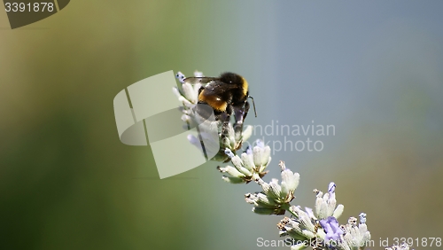 Image of bumblebee on a lavender flower