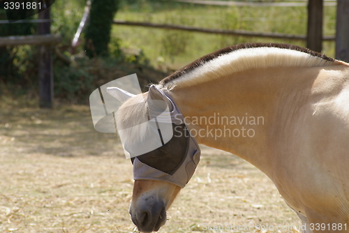 Image of Norwegian Fjord Horse