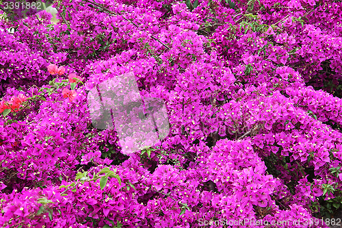 Image of Bougainvillea Flowers