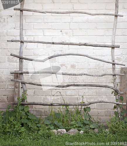 Image of ladder for creeper plants, wall background