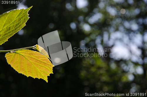 Image of Backlit reddish hazel leaf