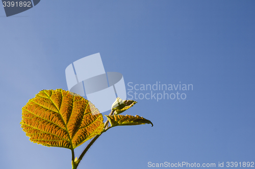 Image of Reddish hazel leaf