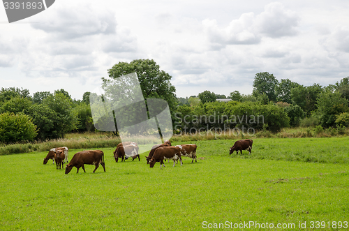 Image of Grazing milk cows