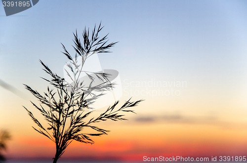 Image of Grass straw at sunset