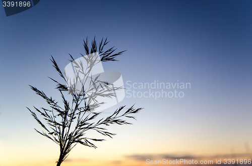 Image of Grass straw at blue sky