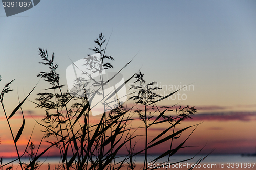 Image of Reed by coast at sunset