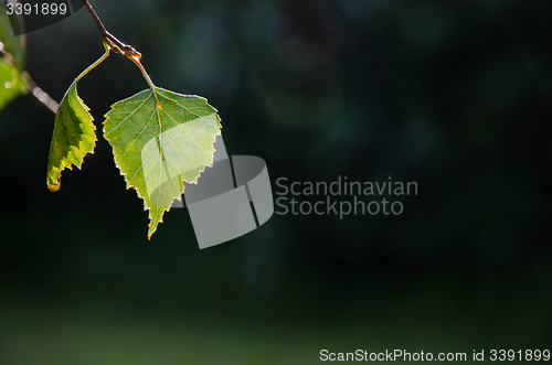 Image of Backlit shiny leaf