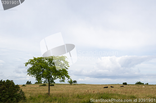 Image of Resting cattle 