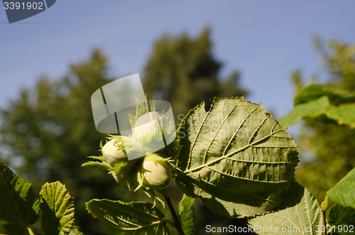 Image of Unripe hazel nuts