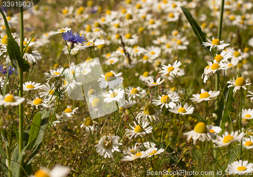 Image of Summer background