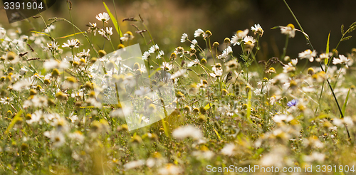 Image of Summer background