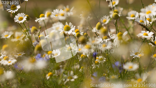 Image of Summer background