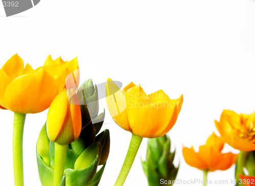 Image of yellow blossoms