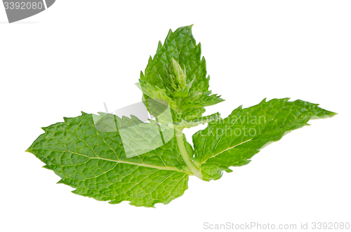 Image of Fresh mint close up