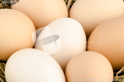 Image of Eggs closeup