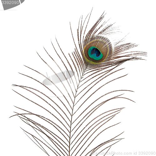 Image of Peacock feather