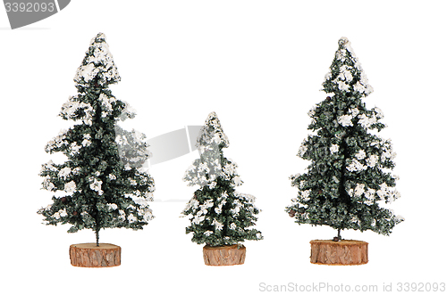 Image of Miniature pine trees