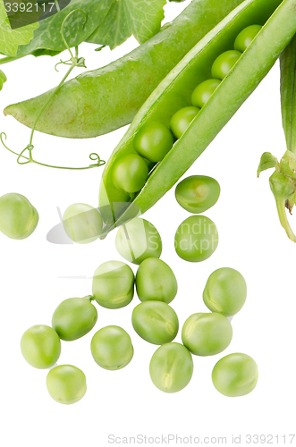 Image of Fresh green pea pod