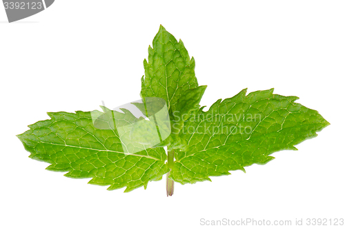 Image of Fresh mint close up