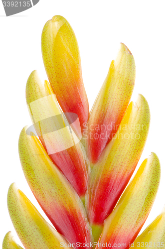 Image of Bromelia Flower