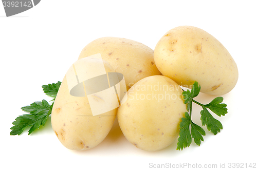 Image of New potatoes and green parsley