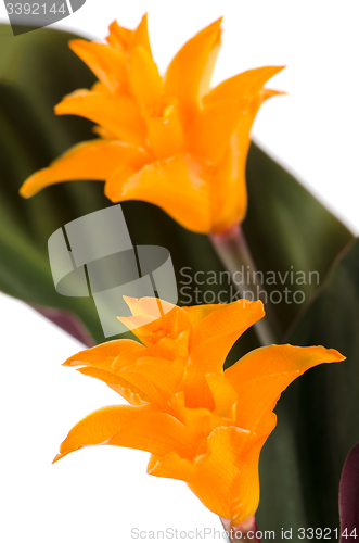 Image of Eternal flame flower (calathea crocata)