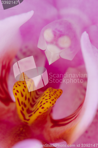 Image of Closeup of beautiful pink orchid
