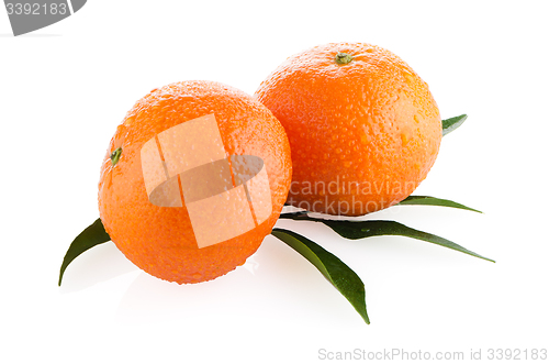 Image of Ripe tangerines or mandarin