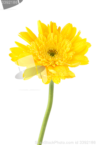 Image of Yellow gerbera daisy flower