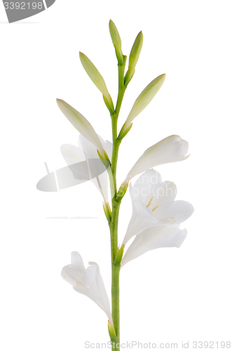 Image of Lilies