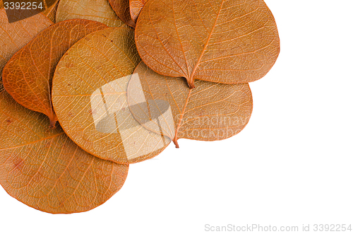 Image of Autumn leaves 