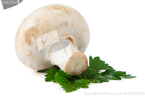 Image of Champignon mushroom and parsley leaves 