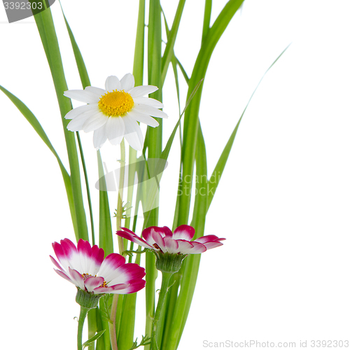 Image of Beautiful pink flowers and green grass