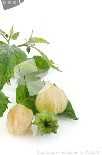 Image of Physalis fruit 