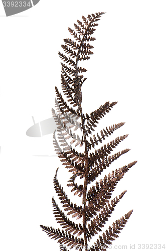 Image of Christmas decorative Brown fern leaf