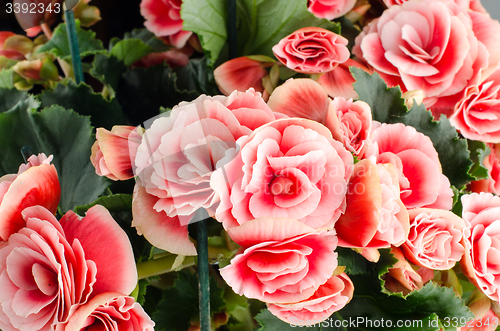 Image of Pink begonia flowers