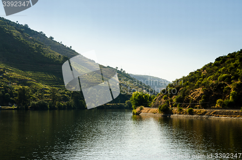 Image of vineyars in Douro Valley