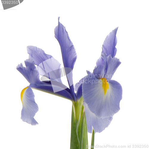 Image of Purple lily flower