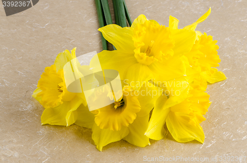 Image of Jonquil flowers