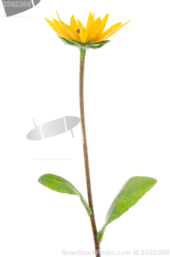 Image of Sunflower