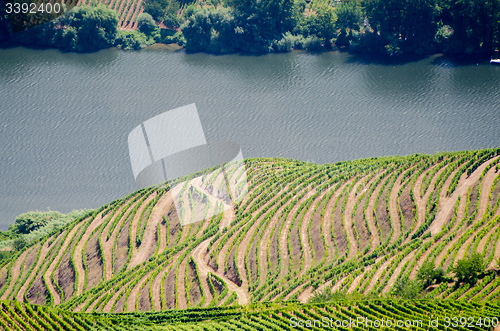 Image of vineyars in Douro Valley