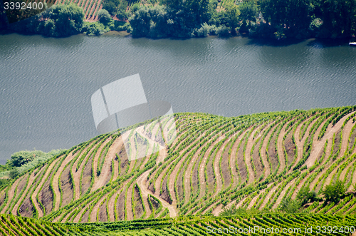 Image of vineyars in Douro Valley