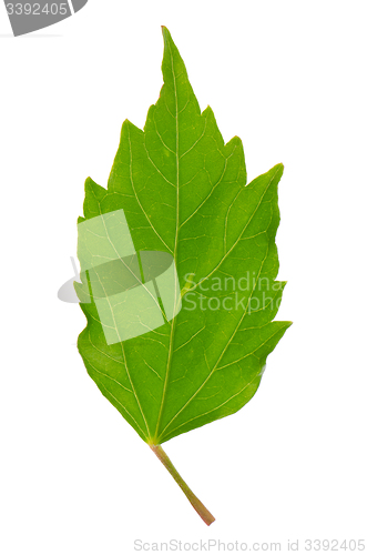 Image of Hibiscus leaf