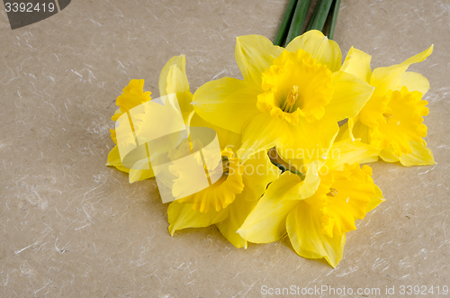 Image of Jonquil flowers